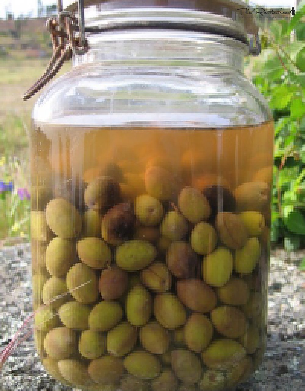 HomeMade Olives off the Tree The Rawtarian