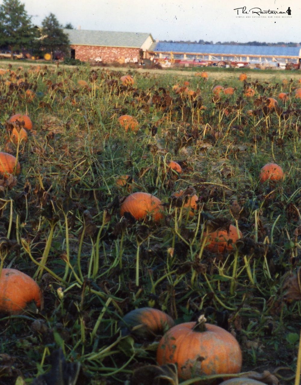 Pumpkin Seed Cheese | The Rawtarian
