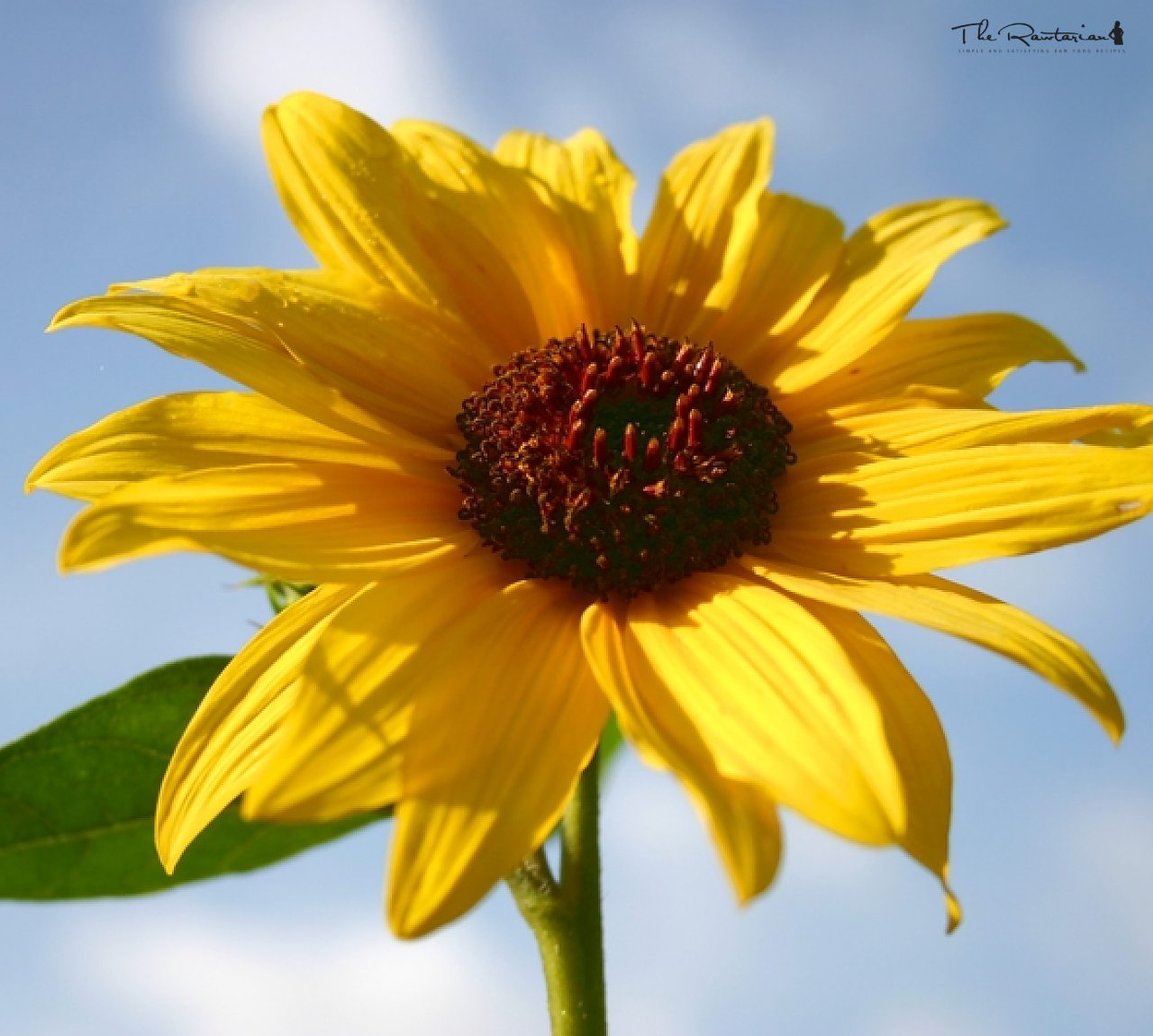 sunflower sourcream | The Rawtarian