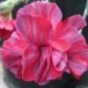 dianthus