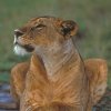 Empress Dawta